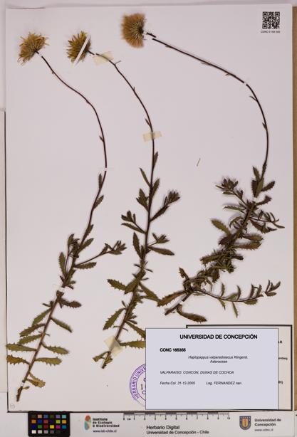 Haplopappus valparadisiacus [Espécimen: UDEC:CONC:0165355]