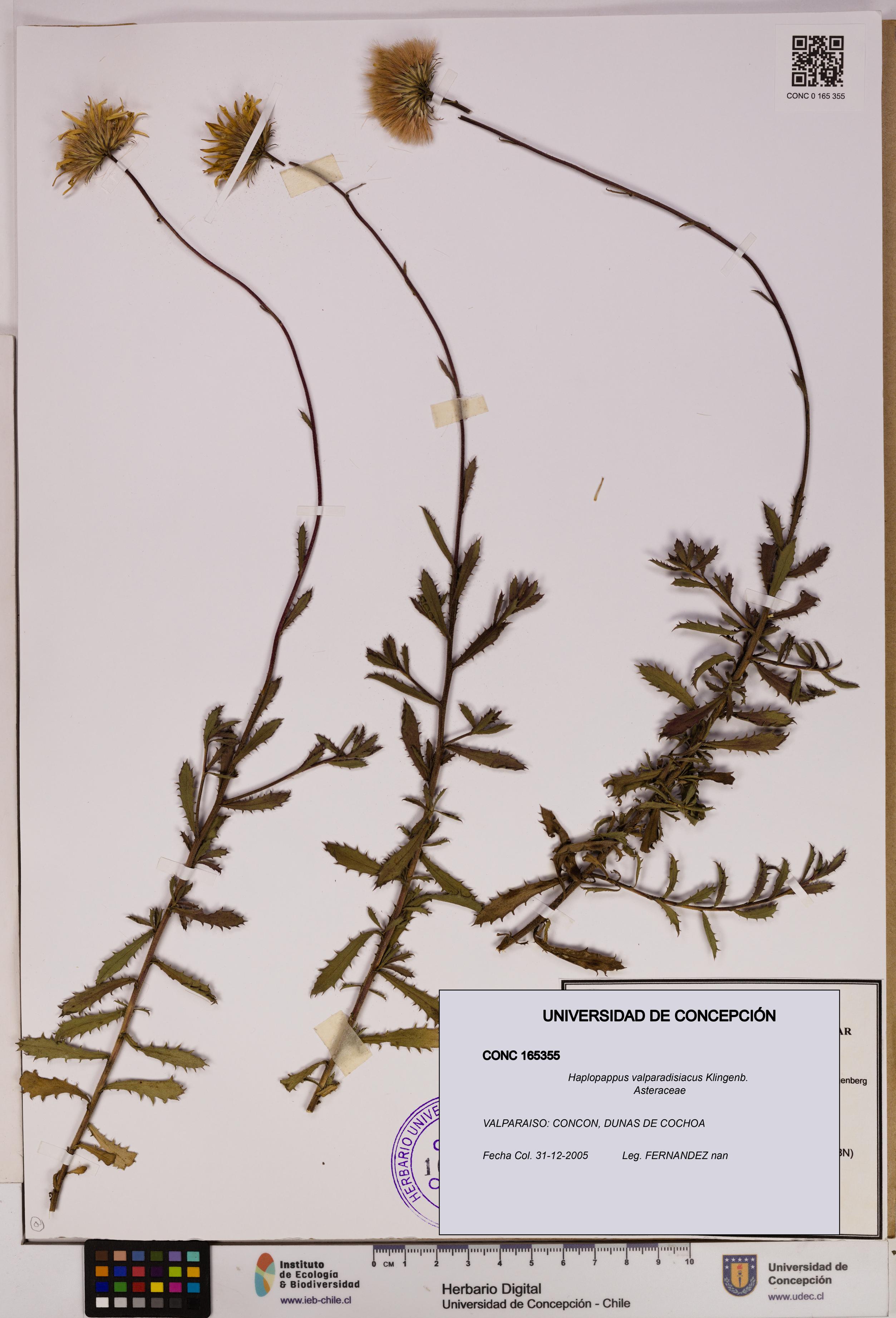Haplopappus valparadisiacus [Espécimen: UDEC:CONC:0165355]