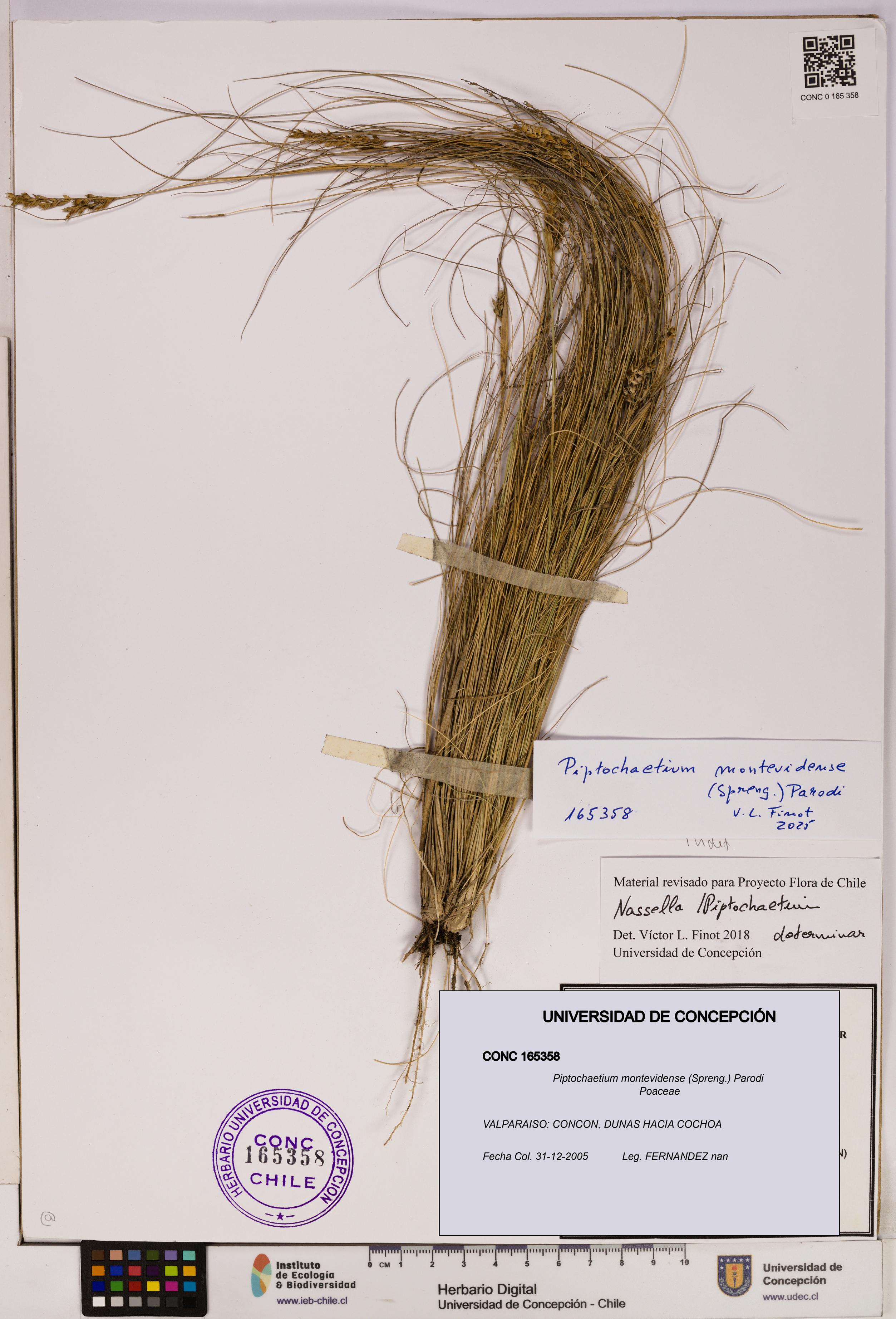Piptochaetium montevidense [Espécimen: UDEC:CONC:0165358]
