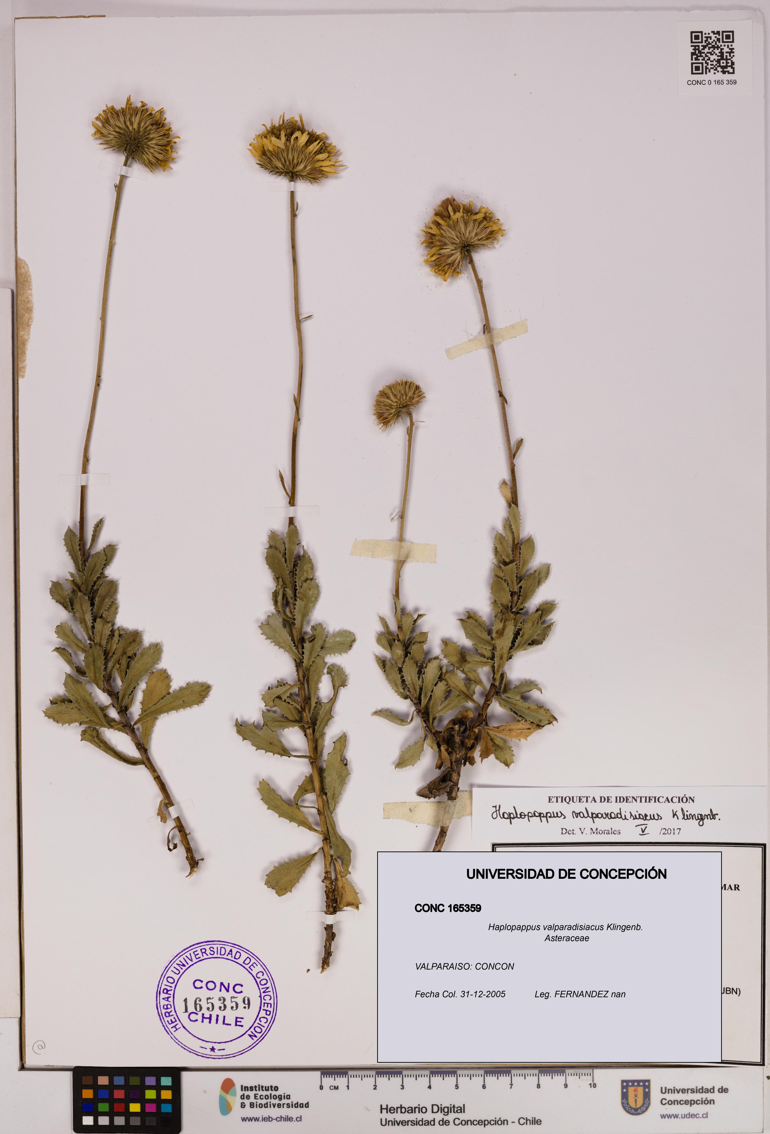 Haplopappus valparadisiacus [Espécimen: UDEC:CONC:0165359]