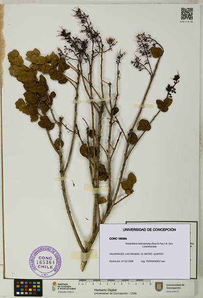 Notanthera heterophylla [Espécimen: UDEC:CONC:0165364]