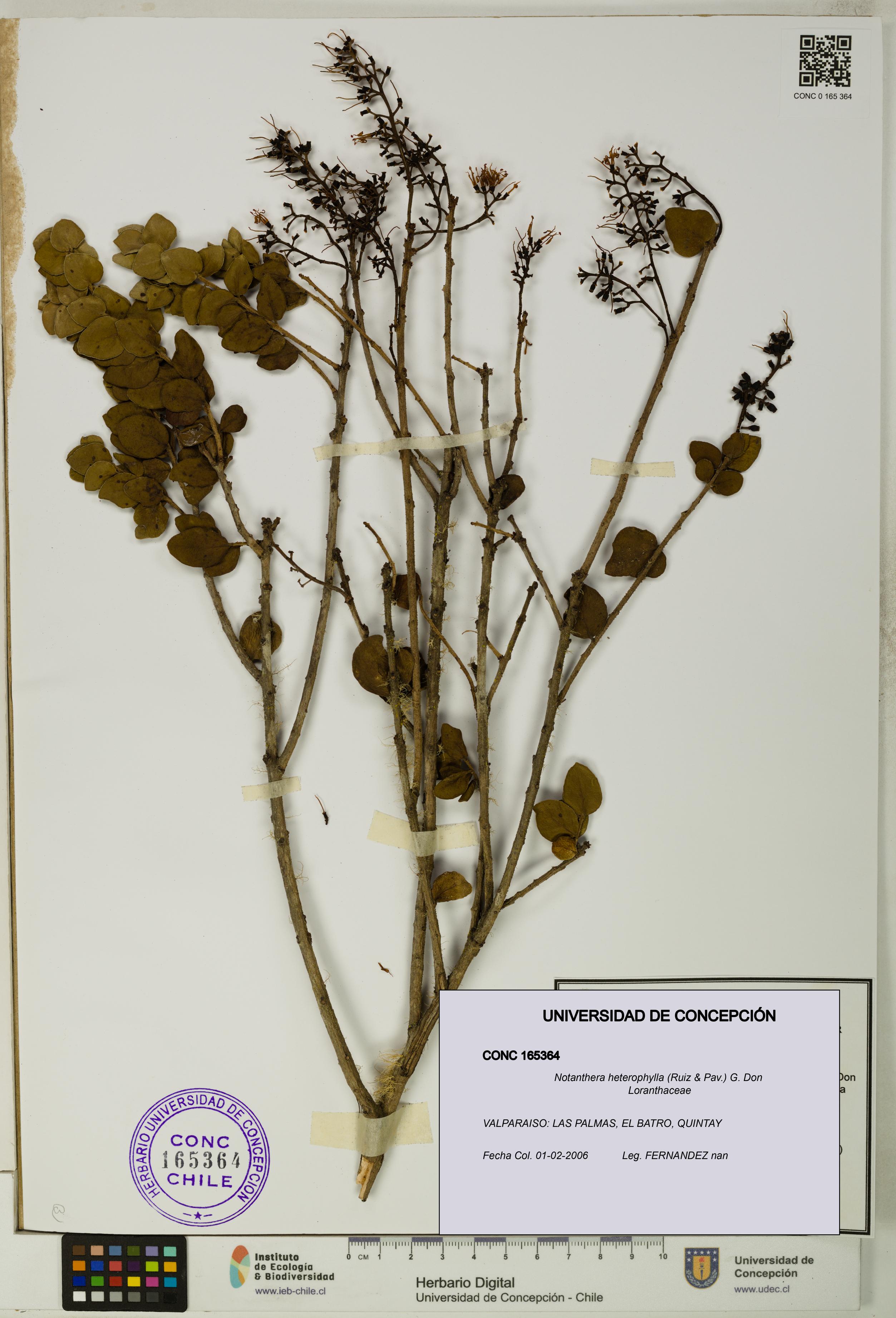 Notanthera heterophylla [Espécimen: UDEC:CONC:0165364]