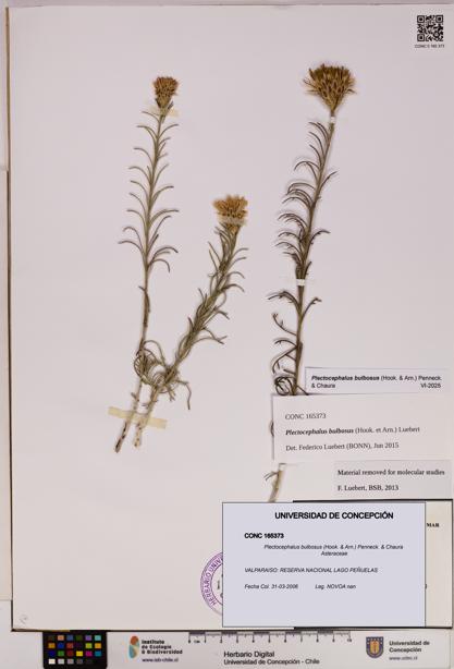 Plectocephalus bulbosus [Espécimen: UDEC:CONC:0165373]