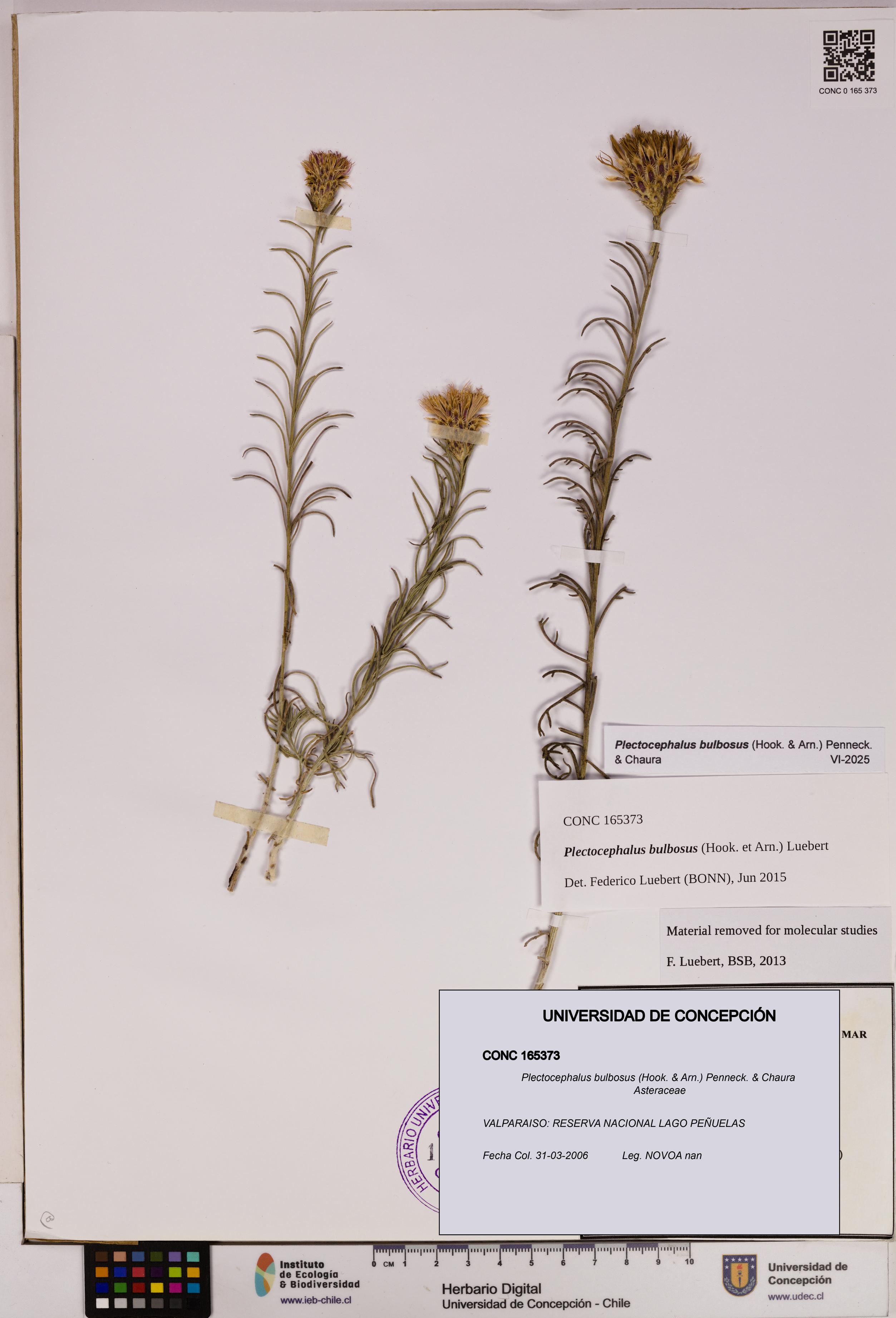 Plectocephalus bulbosus [Espécimen: UDEC:CONC:0165373]