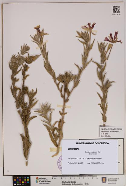 Oenothera picensis [Espécimen: UDEC:CONC:0165375]