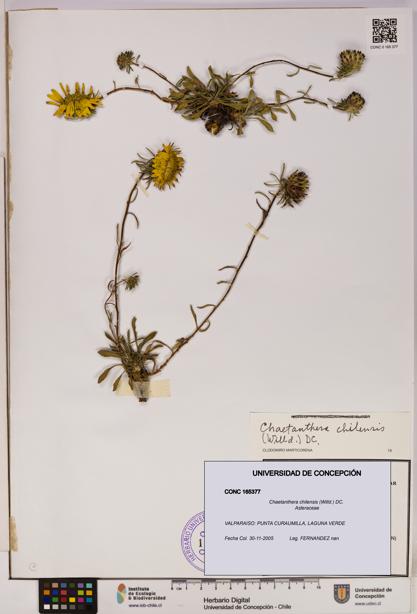 Chaetanthera chilensis [Espécimen: UDEC:CONC:0165377]