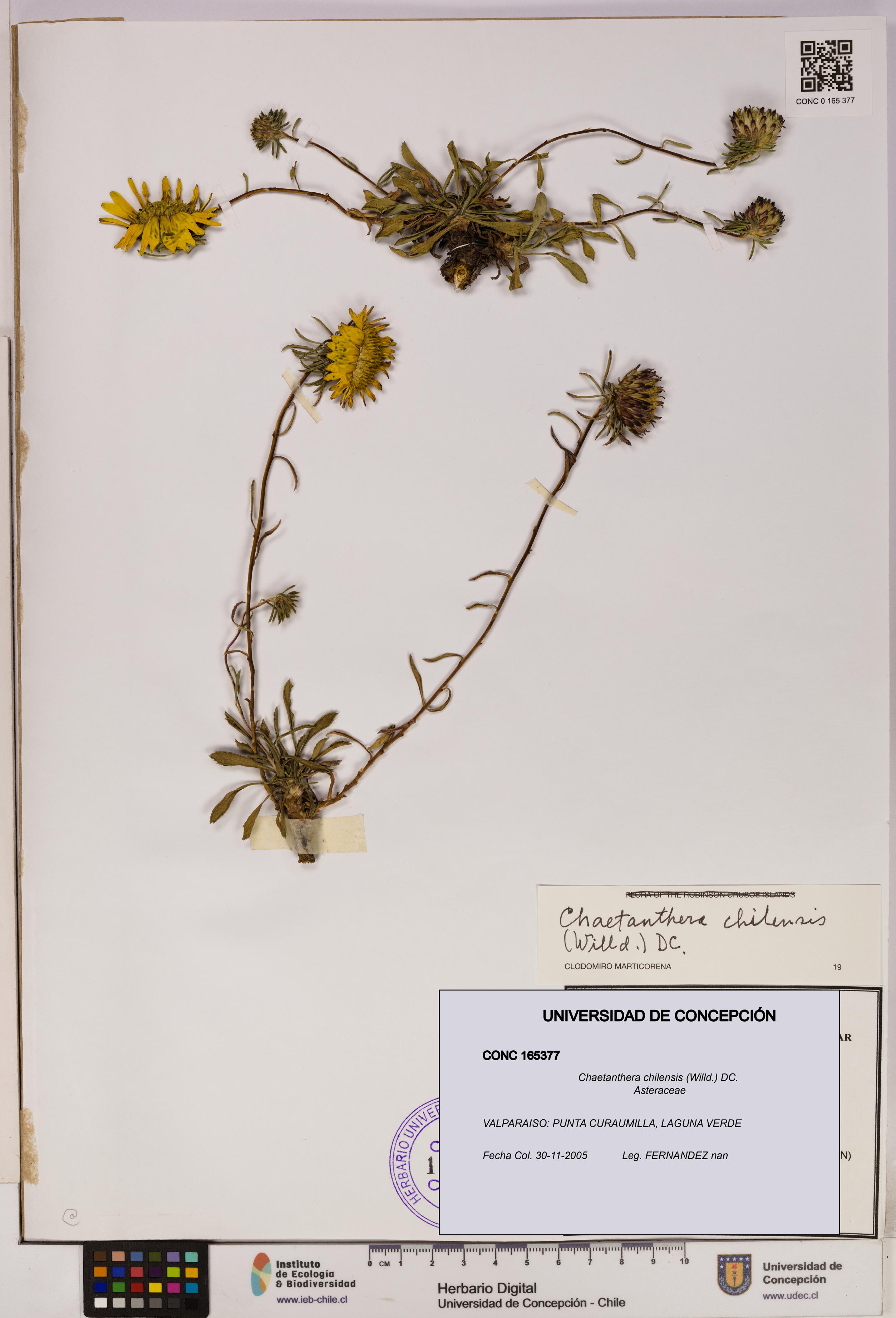 Chaetanthera chilensis [Espécimen: UDEC:CONC:0165377]