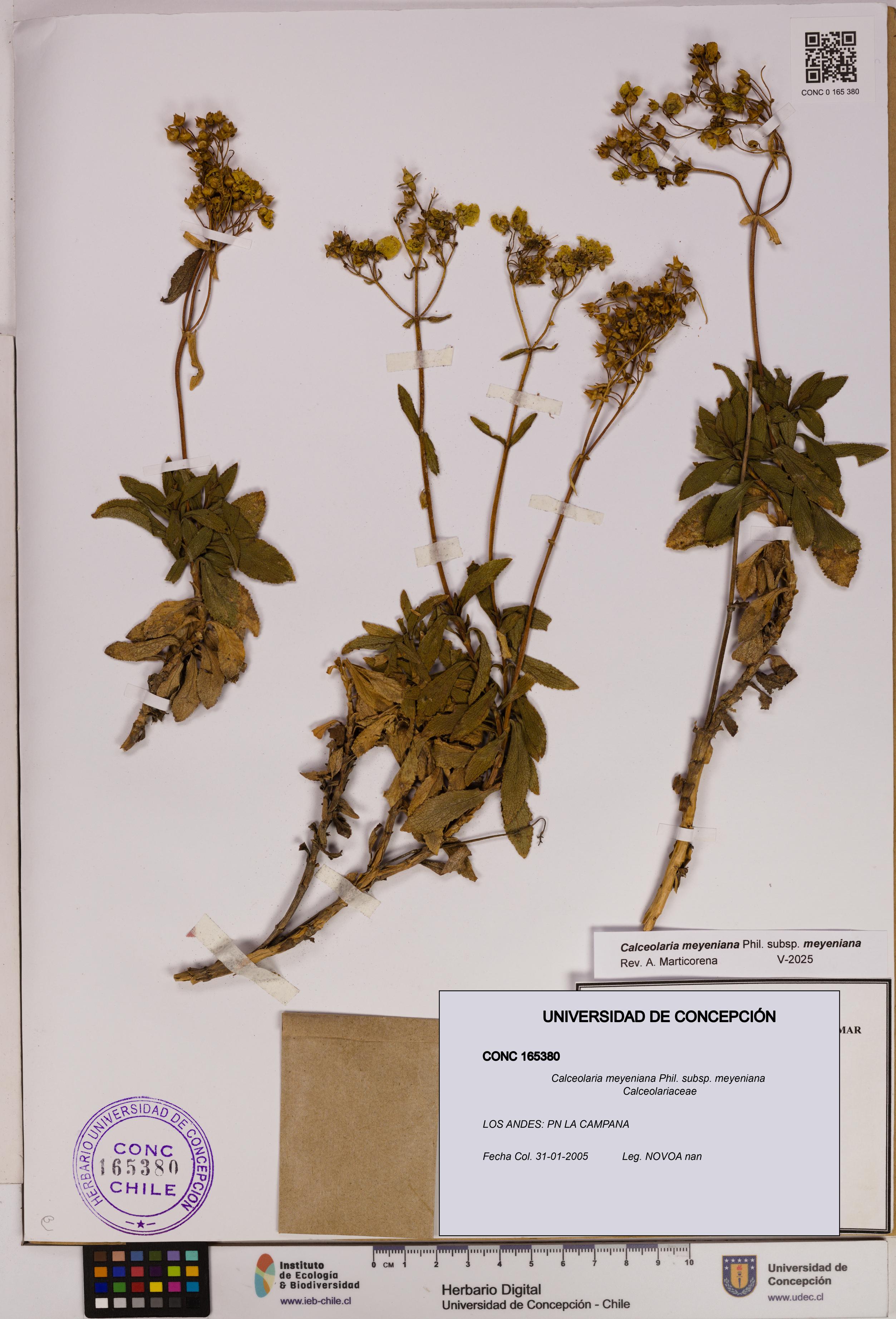 Calceolaria meyeniana subsp. meyeniana [Espécimen: UDEC:CONC:0165380]