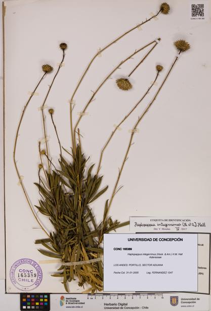 Haplopappus integerrimus [Espécimen: UDEC:CONC:0165389]