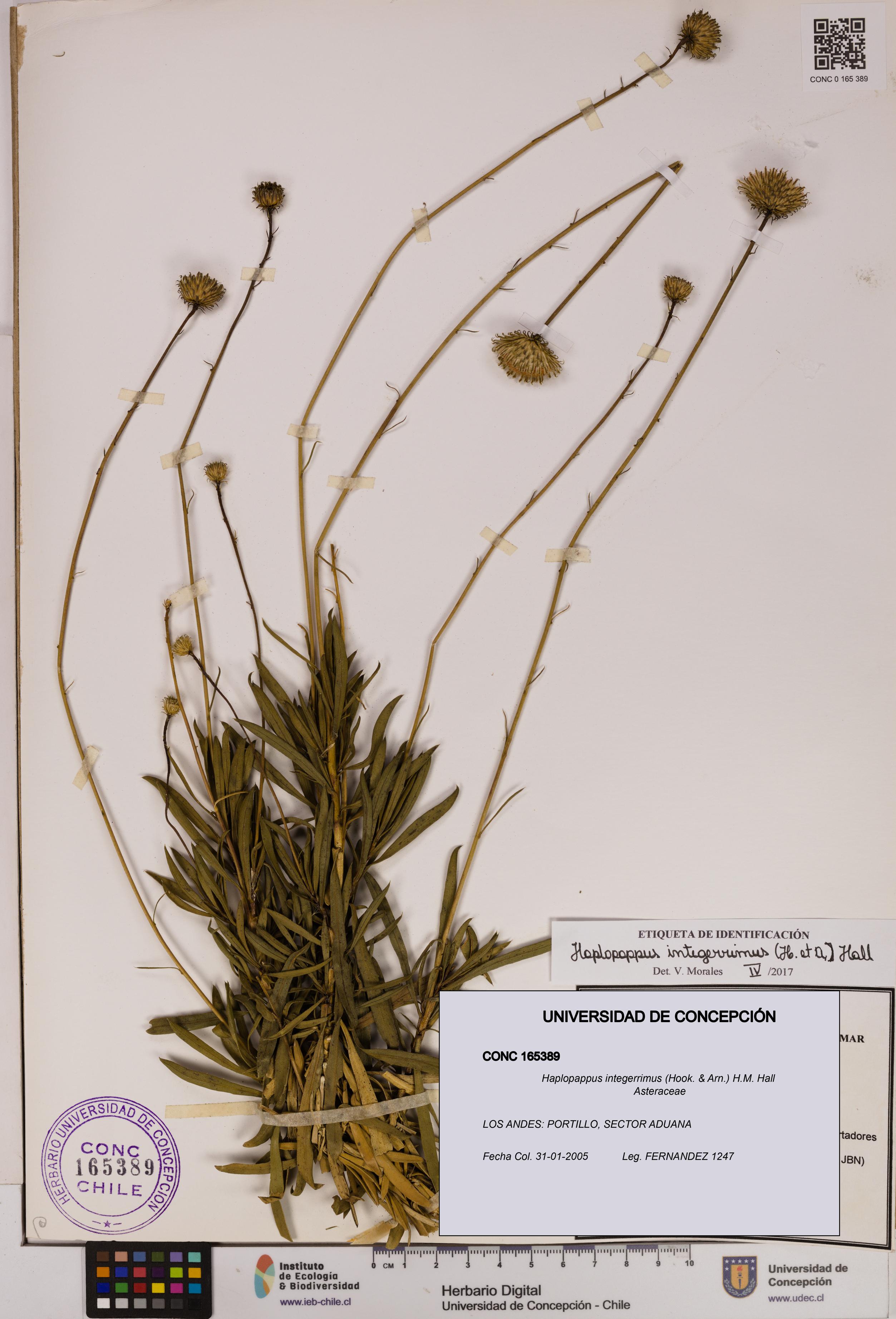 Haplopappus integerrimus [Espécimen: UDEC:CONC:0165389]