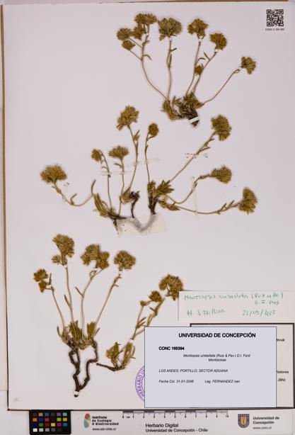Montiopsis umbellata [Espécimen: UDEC:CONC:0165394]