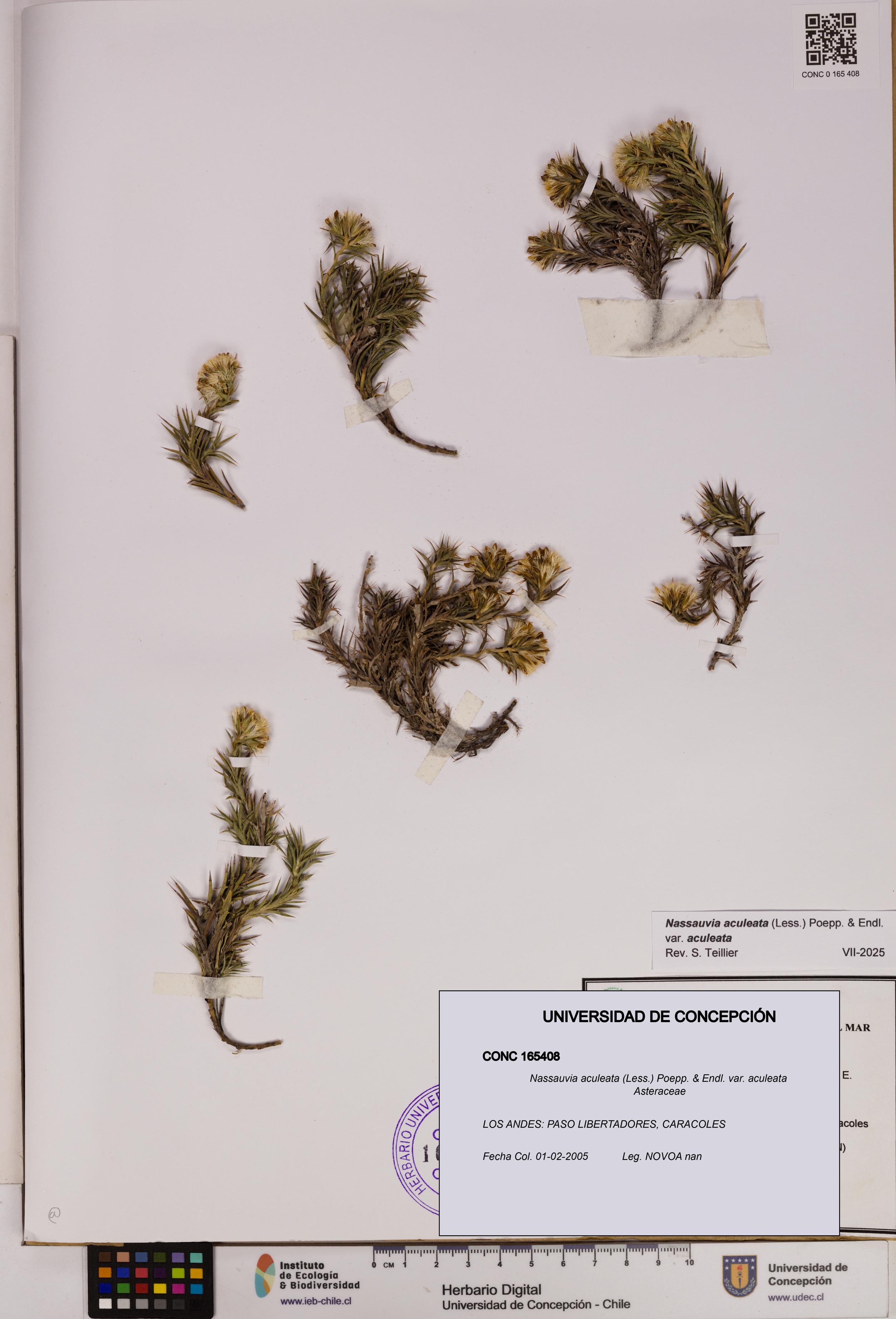 Nassauvia aculeata var. aculeata [Espécimen: UDEC:CONC:0165408]