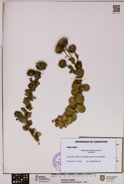 Haplopappus ochagavianus [Espécimen: UDEC:CONC:0165411]