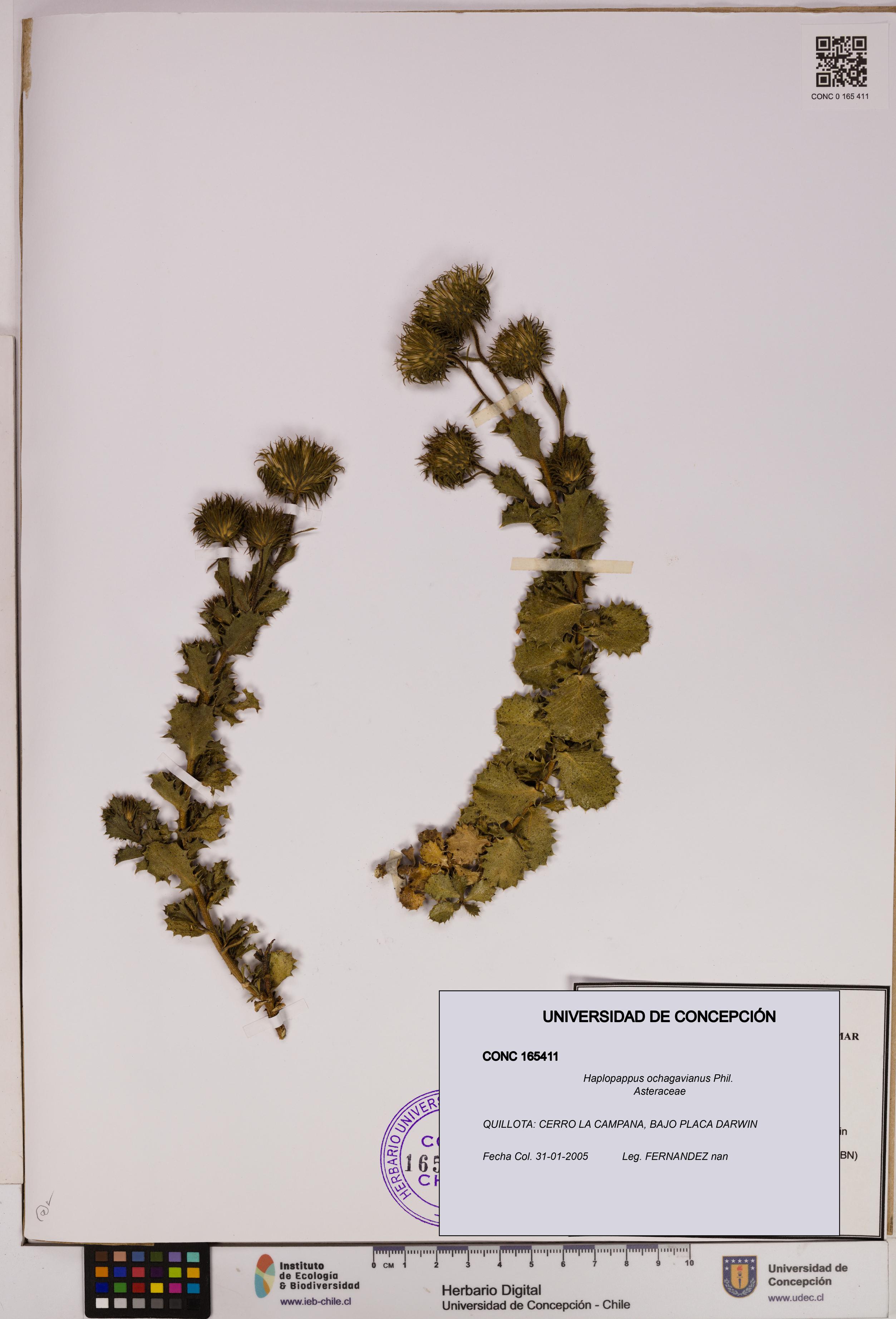 Haplopappus ochagavianus [Espécimen: UDEC:CONC:0165411]