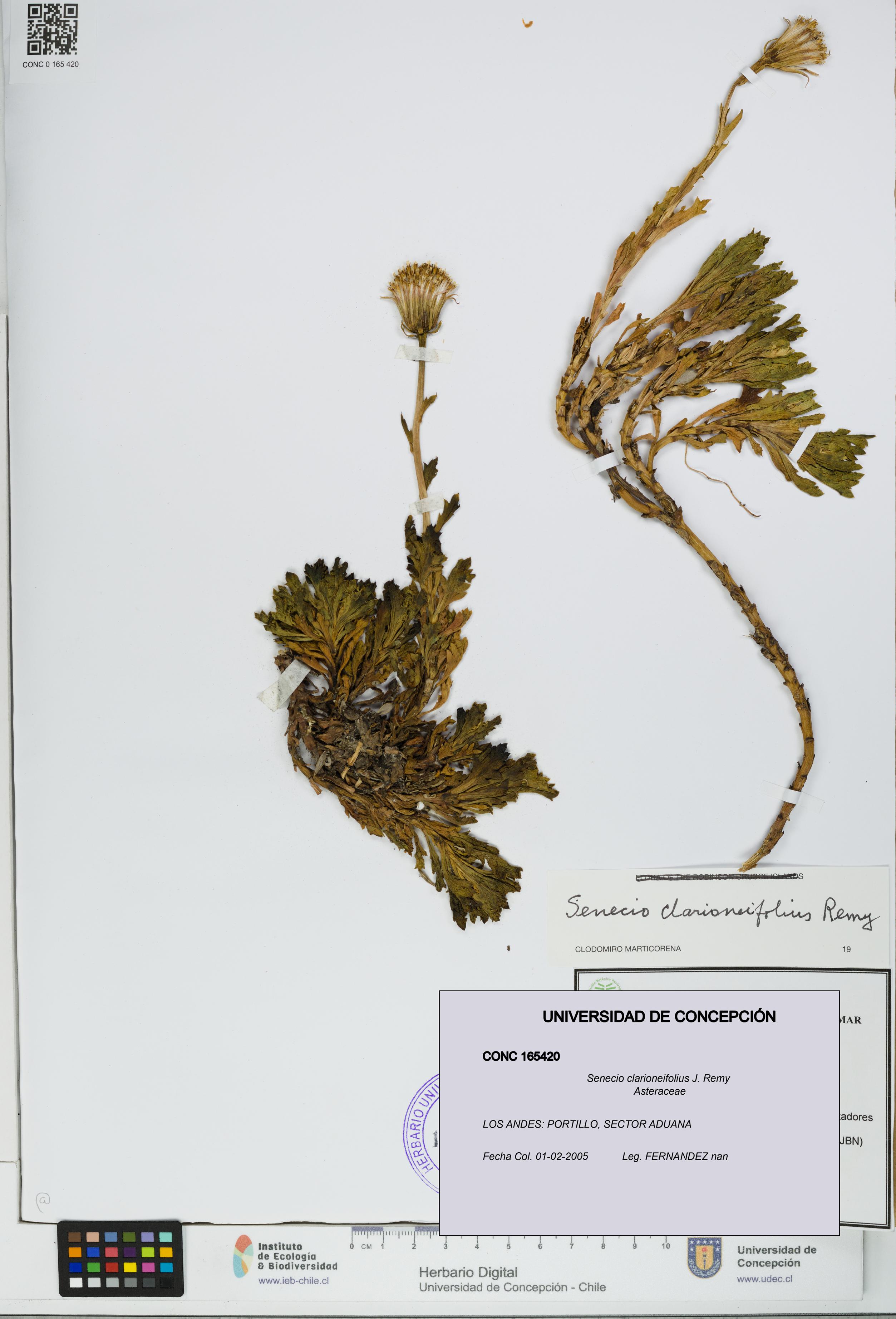Senecio clarioneifolius [Espécimen: UDEC:CONC:0165420]