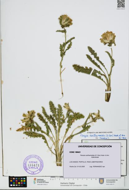 Perezia carthamoides [Espécimen: UDEC:CONC:0165421]