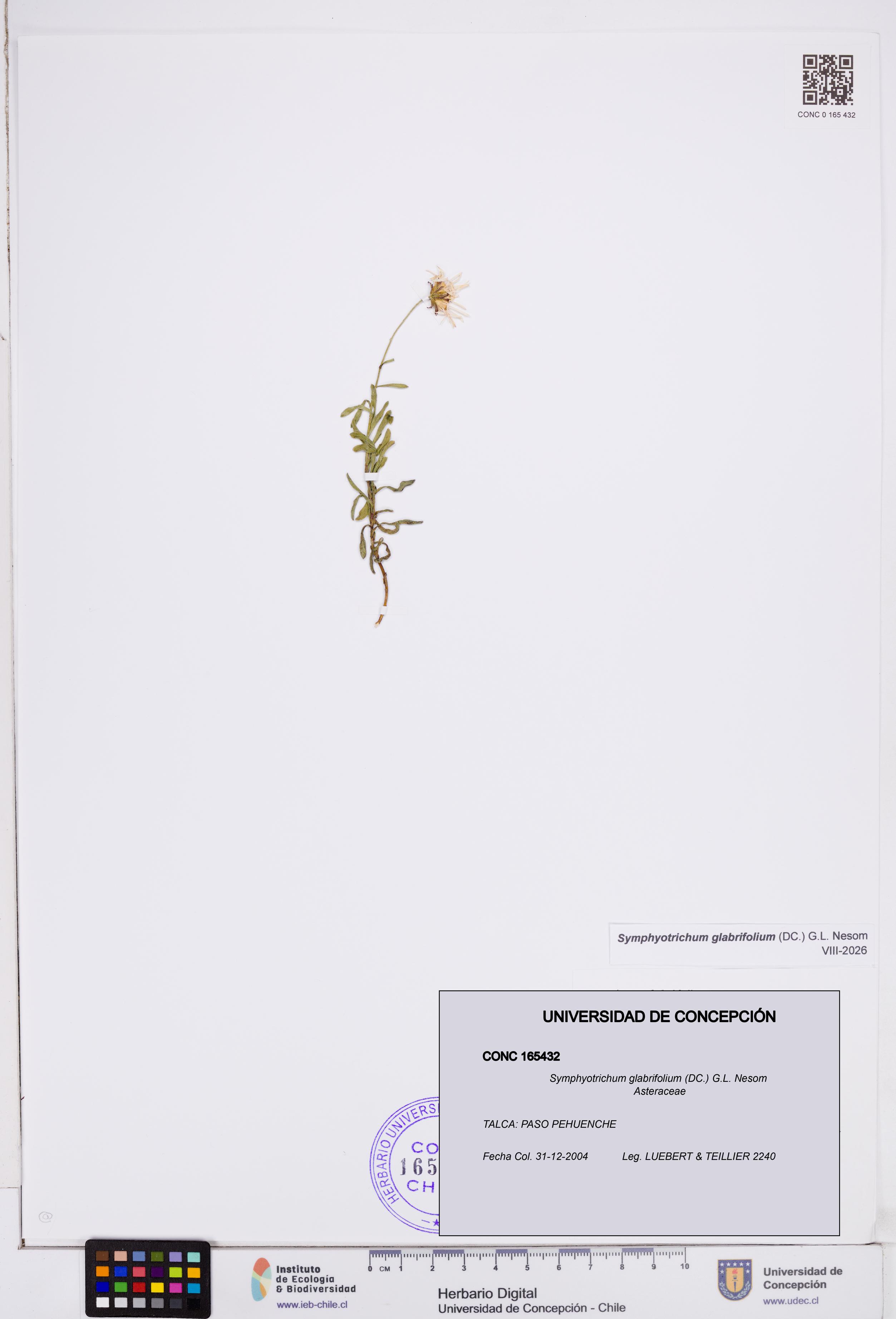 Symphyotrichum glabrifolium [Espécimen: ]