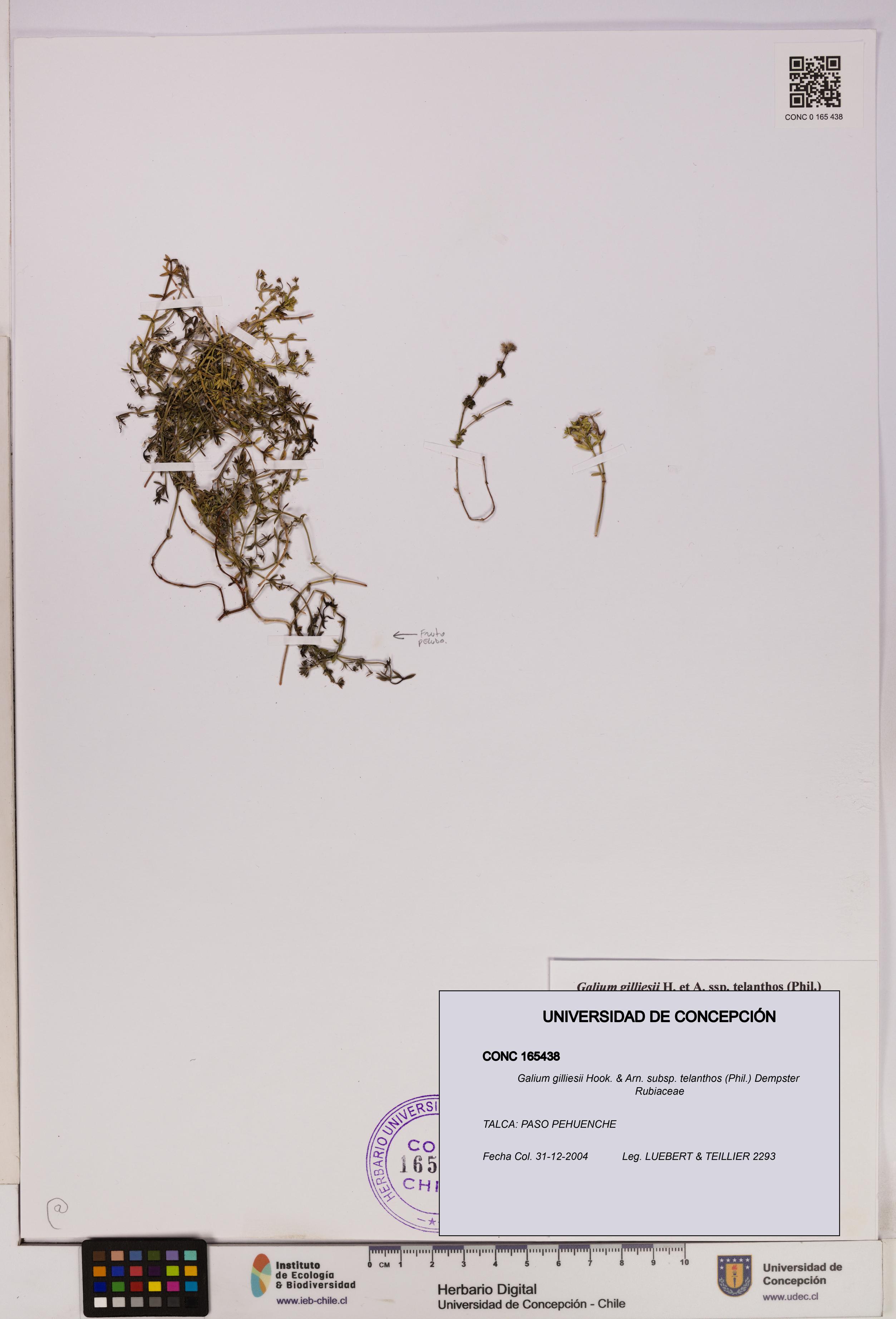 Galium gilliesii [Espécimen: UDEC:CONC:0165438]