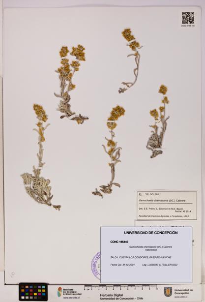 Gamochaeta chamissonis [Espécimen: UDEC:CONC:0165440]