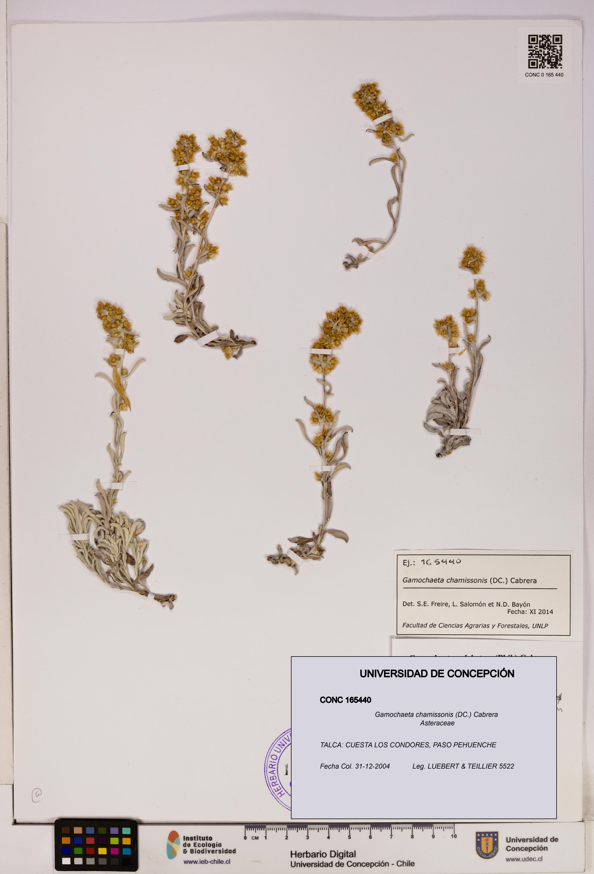 Gamochaeta chamissonis [Espécimen: UDEC:CONC:0165440]
