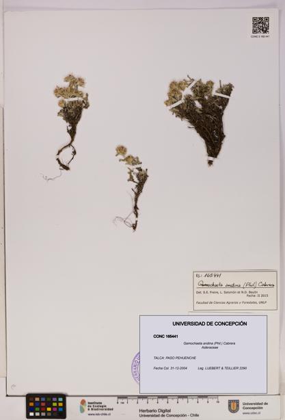 Gamochaeta andina [Espécimen: UDEC:CONC:0165441]