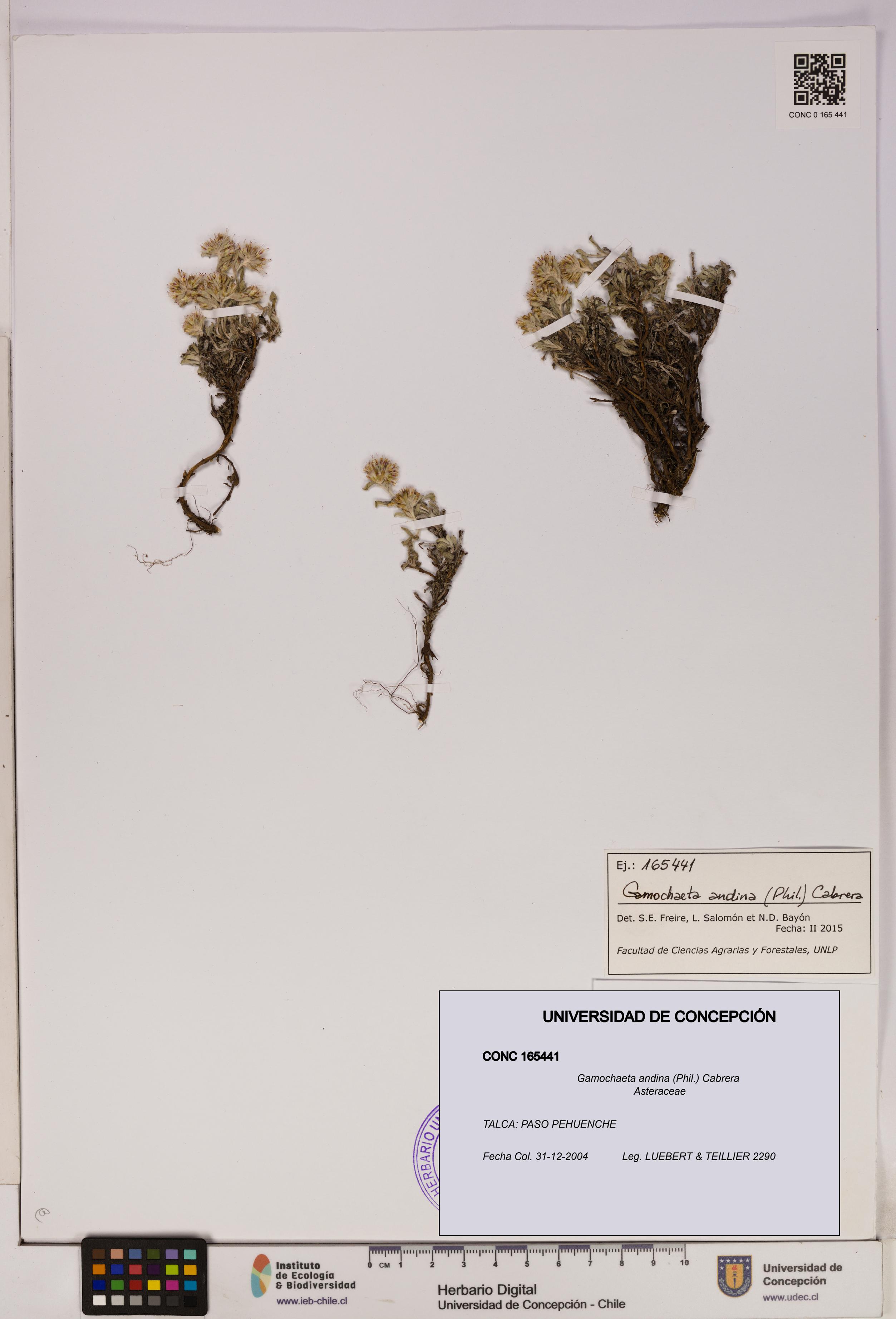 Gamochaeta andina [Espécimen: UDEC:CONC:0165441]