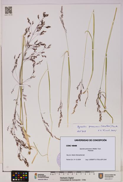 Agrostis perennans [Espécimen: UDEC:CONC:0165468]