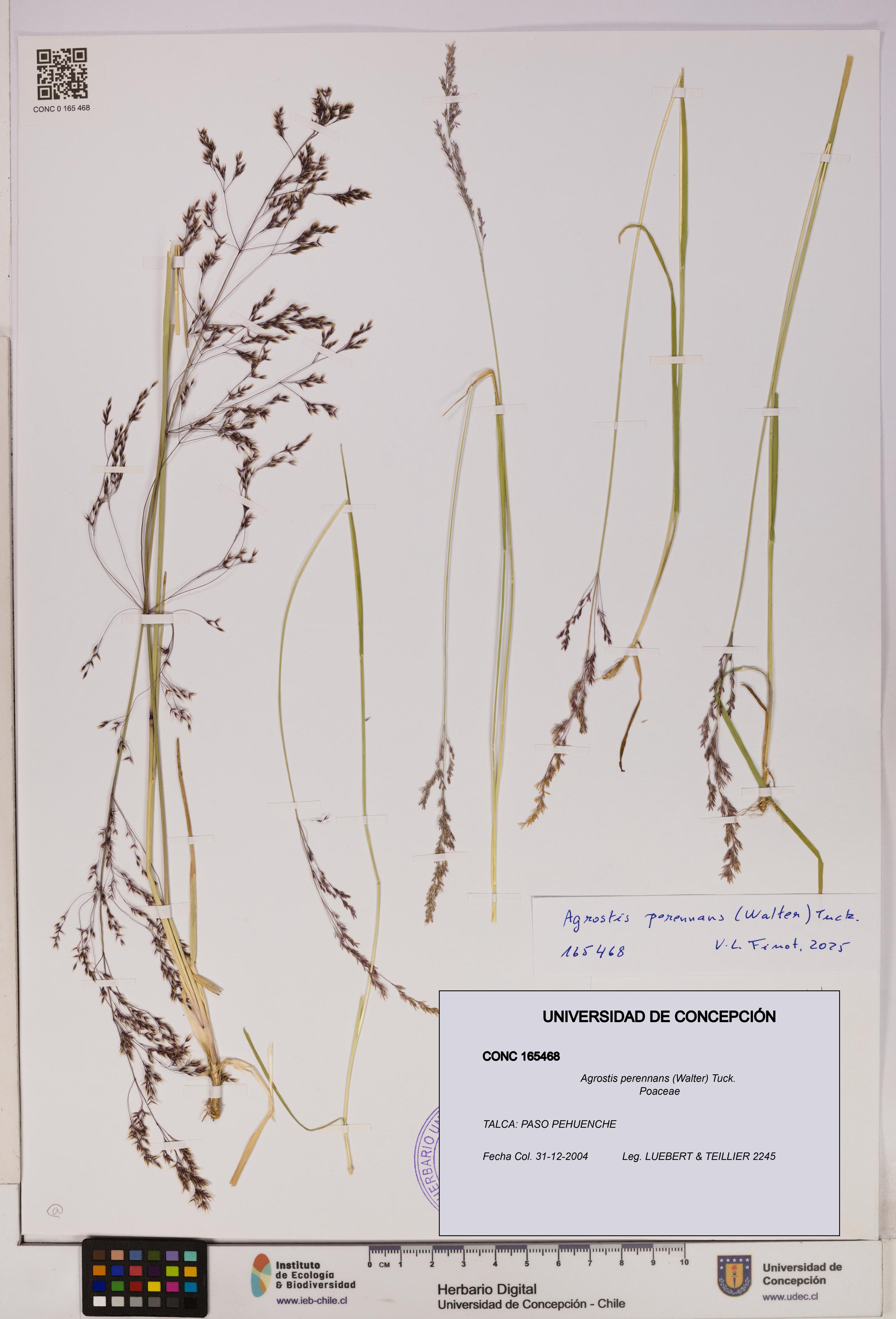 Agrostis perennans [Espécimen: UDEC:CONC:0165468]