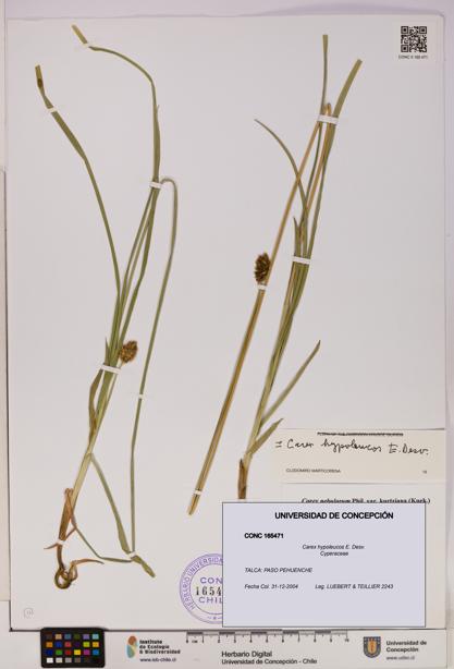 Carex hypoleucos [Espécimen: UDEC:CONC:0165471]