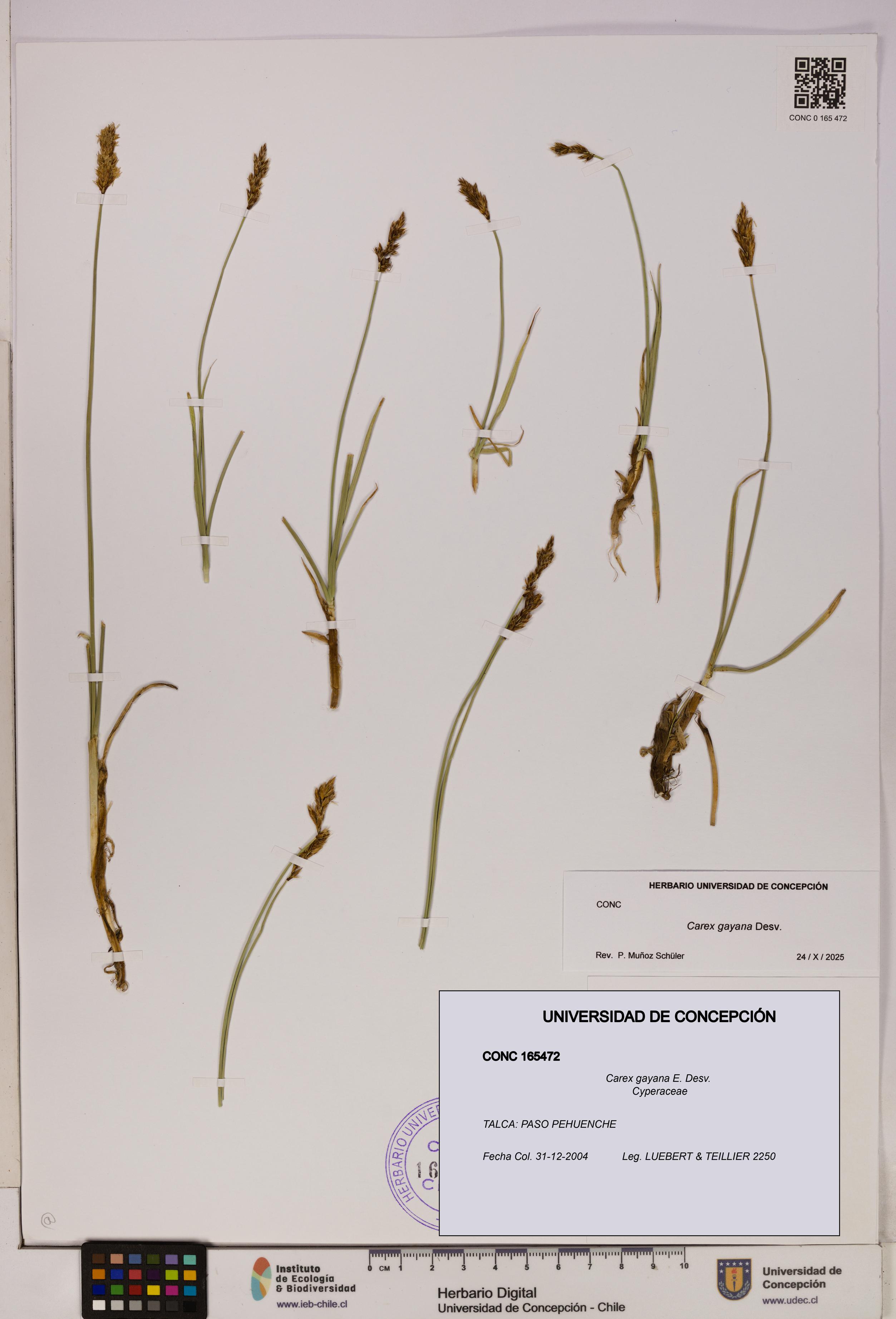 Carex gayana [Espécimen: UDEC:CONC:0165472]
