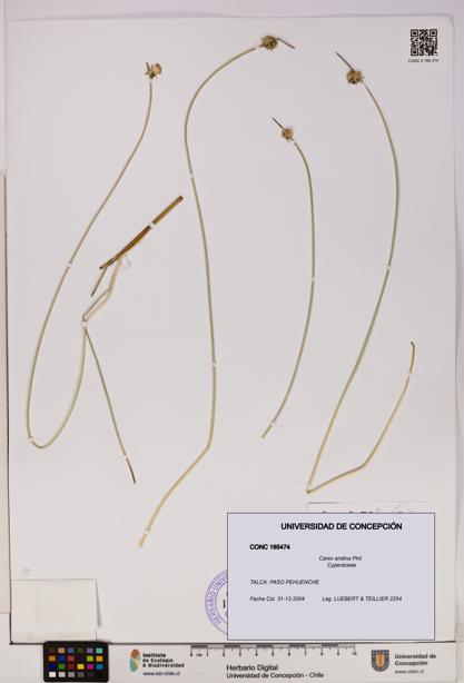 Carex andina [Espécimen: UDEC:CONC:0165474]