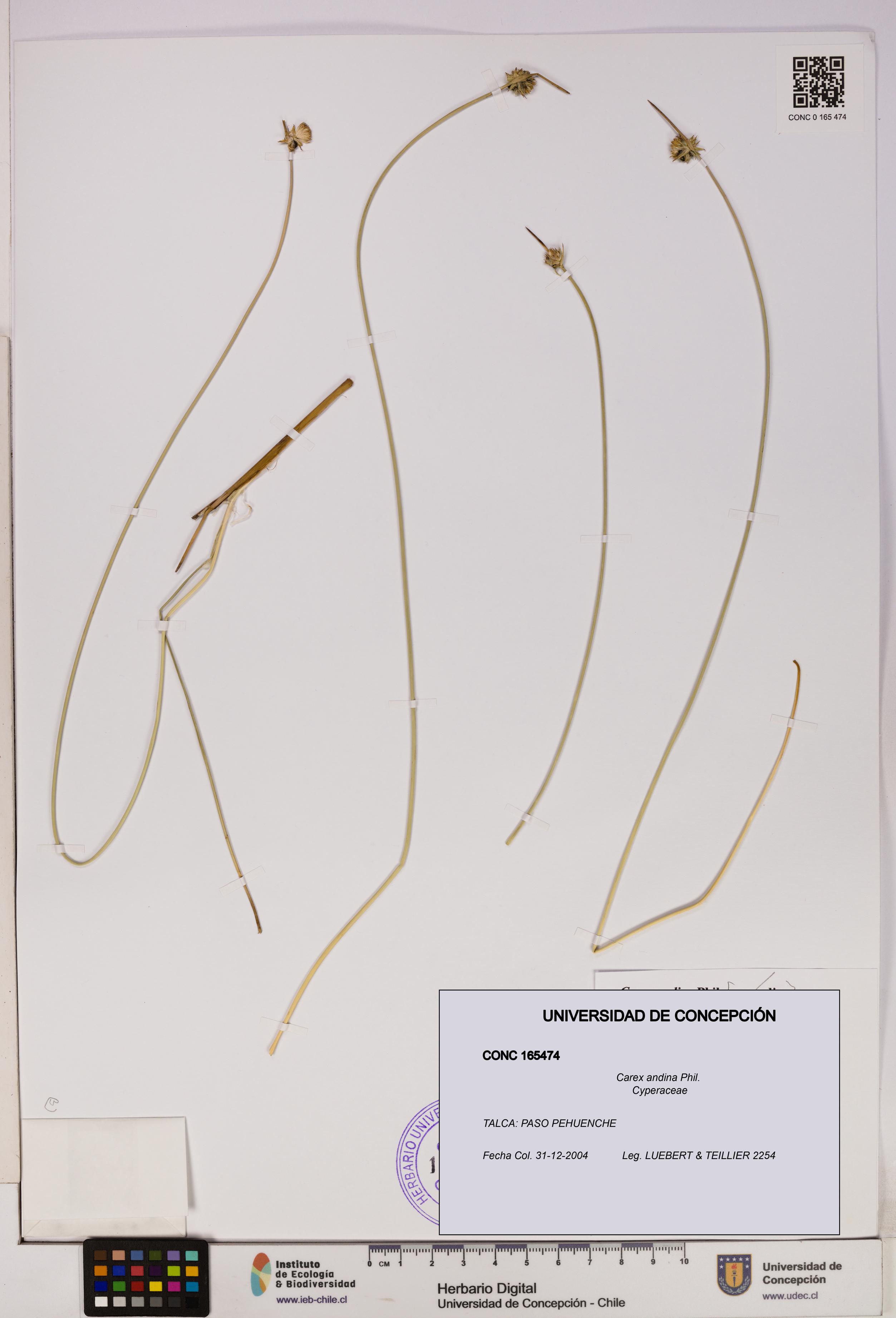 Carex andina [Espécimen: UDEC:CONC:0165474]