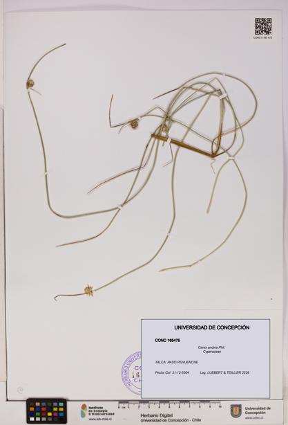 Carex andina [Espécimen: UDEC:CONC:0165475]