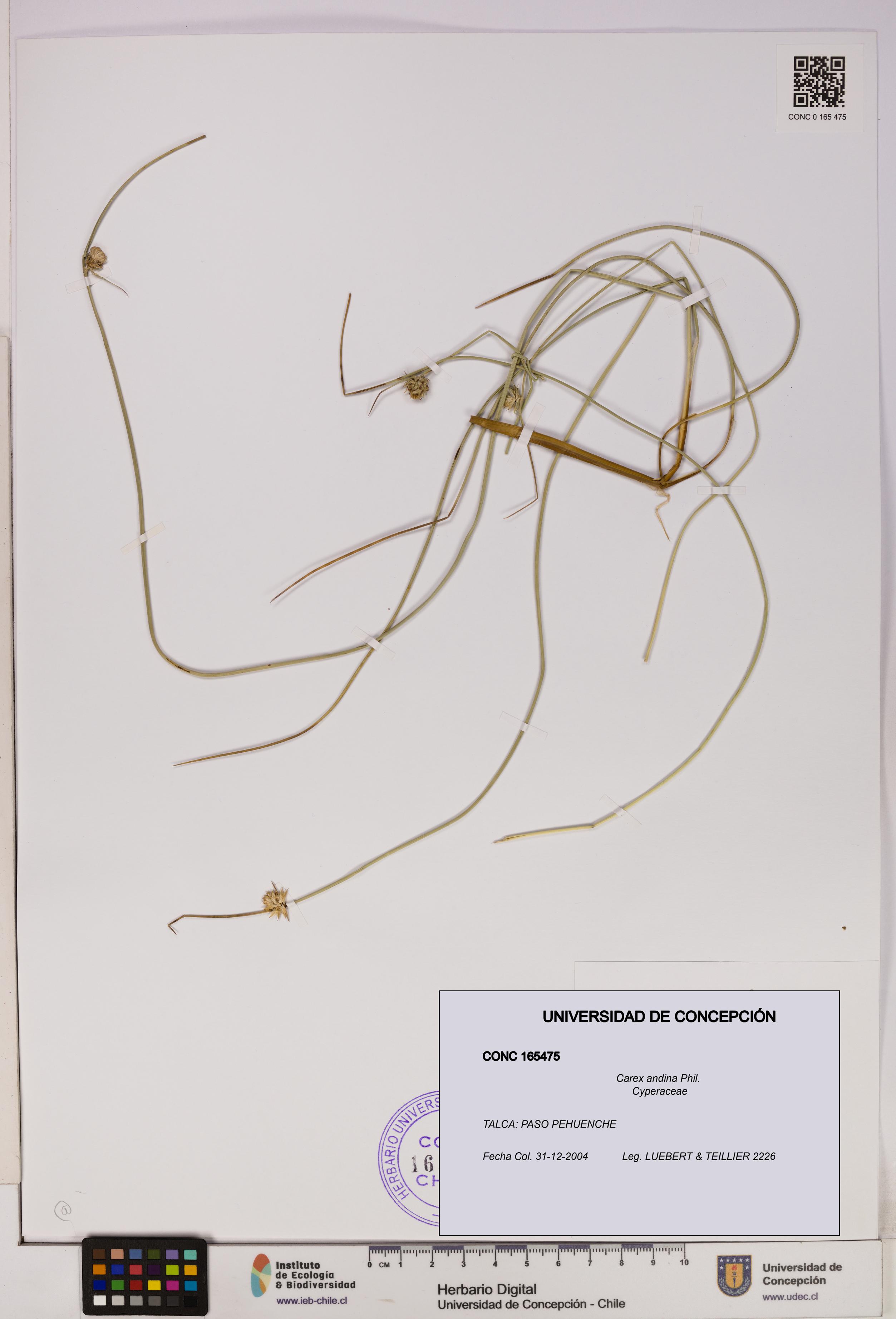 Carex andina [Espécimen: UDEC:CONC:0165475]