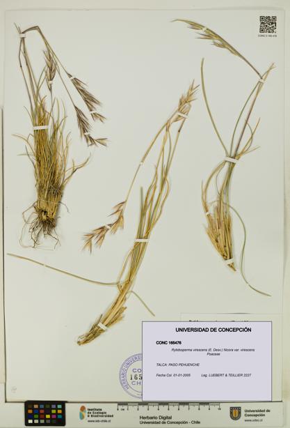 Rytidosperma virescens var. virescens [Espécimen: UDEC:CONC:0165476]