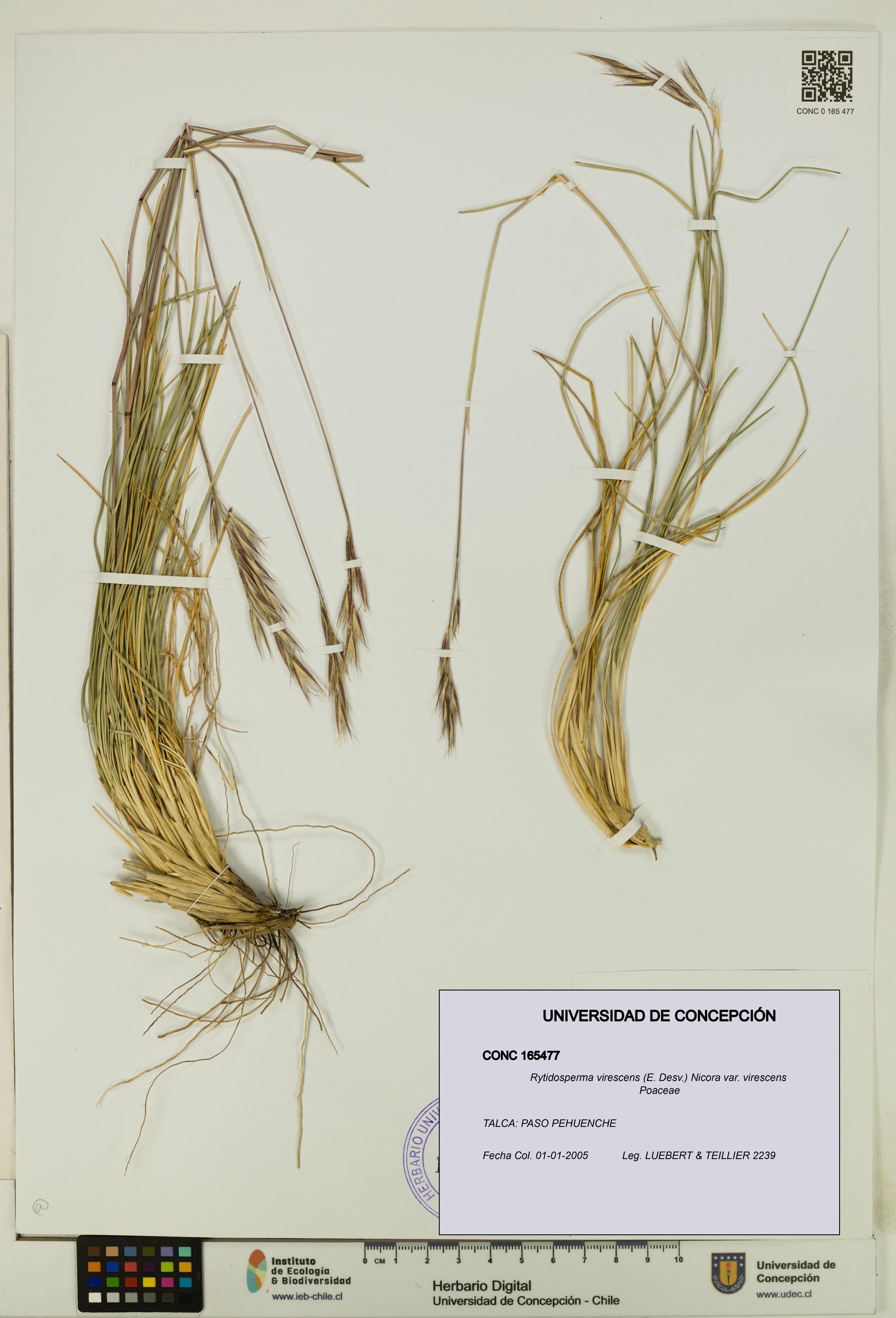 Rytidosperma virescens var. virescens [Espécimen: UDEC:CONC:0165477]