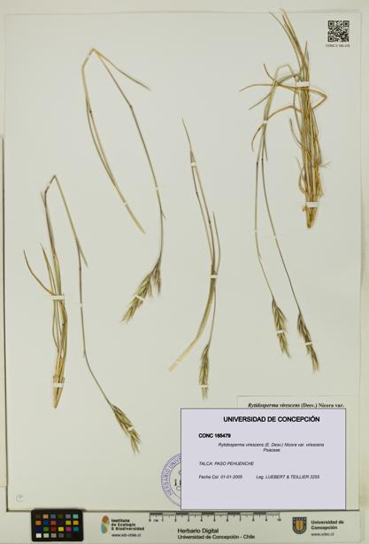 Rytidosperma virescens var. virescens [Espécimen: UDEC:CONC:0165479]