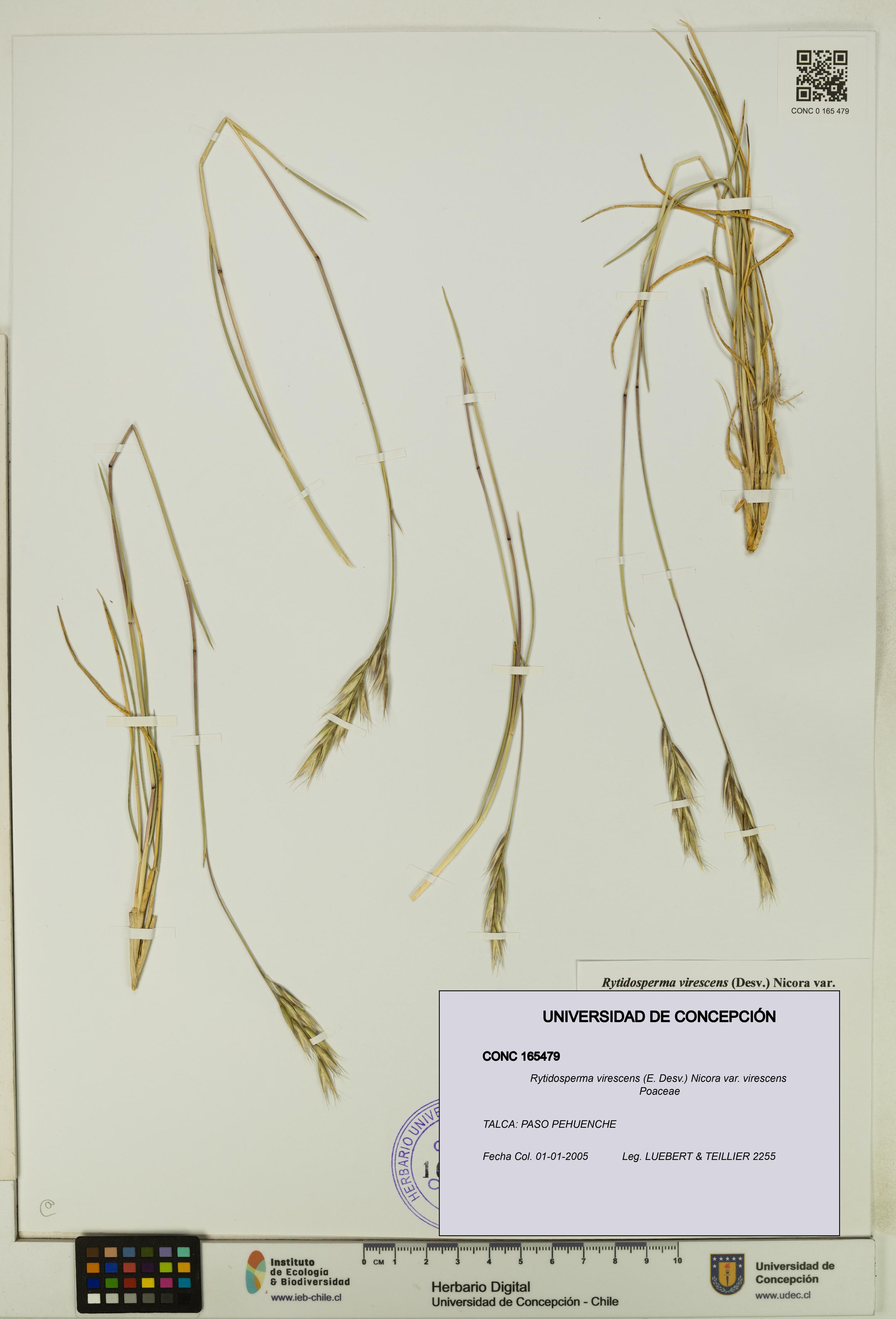 Rytidosperma virescens var. virescens [Espécimen: UDEC:CONC:0165479]