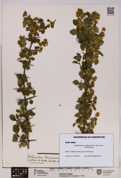 Retanilla trinervia [Espécimen: UDEC:CONC:0165484]