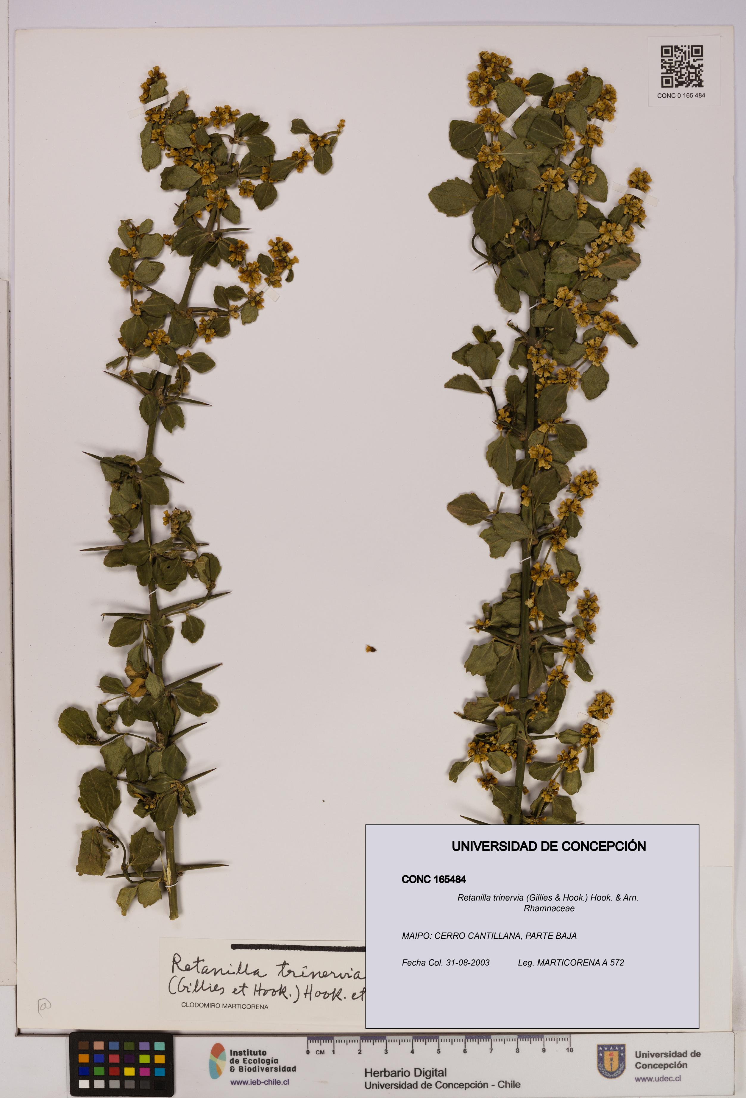 Retanilla trinervia [Espécimen: UDEC:CONC:0165484]