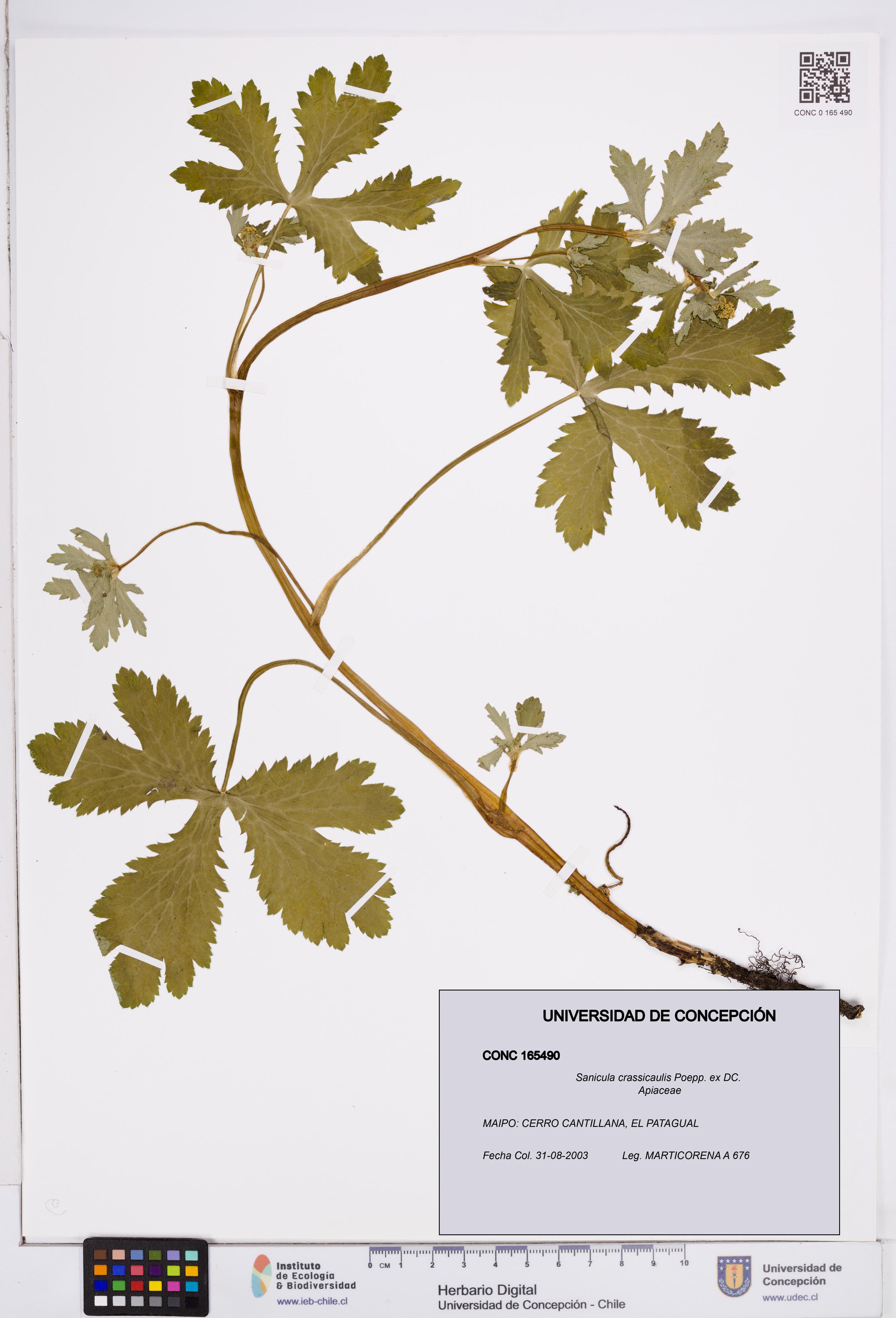Sanicula crassicaulis [Espécimen: ]