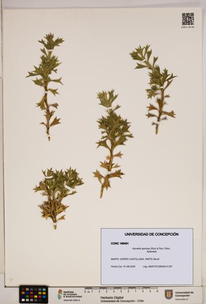 Azorella spinosa [Espécimen: ]