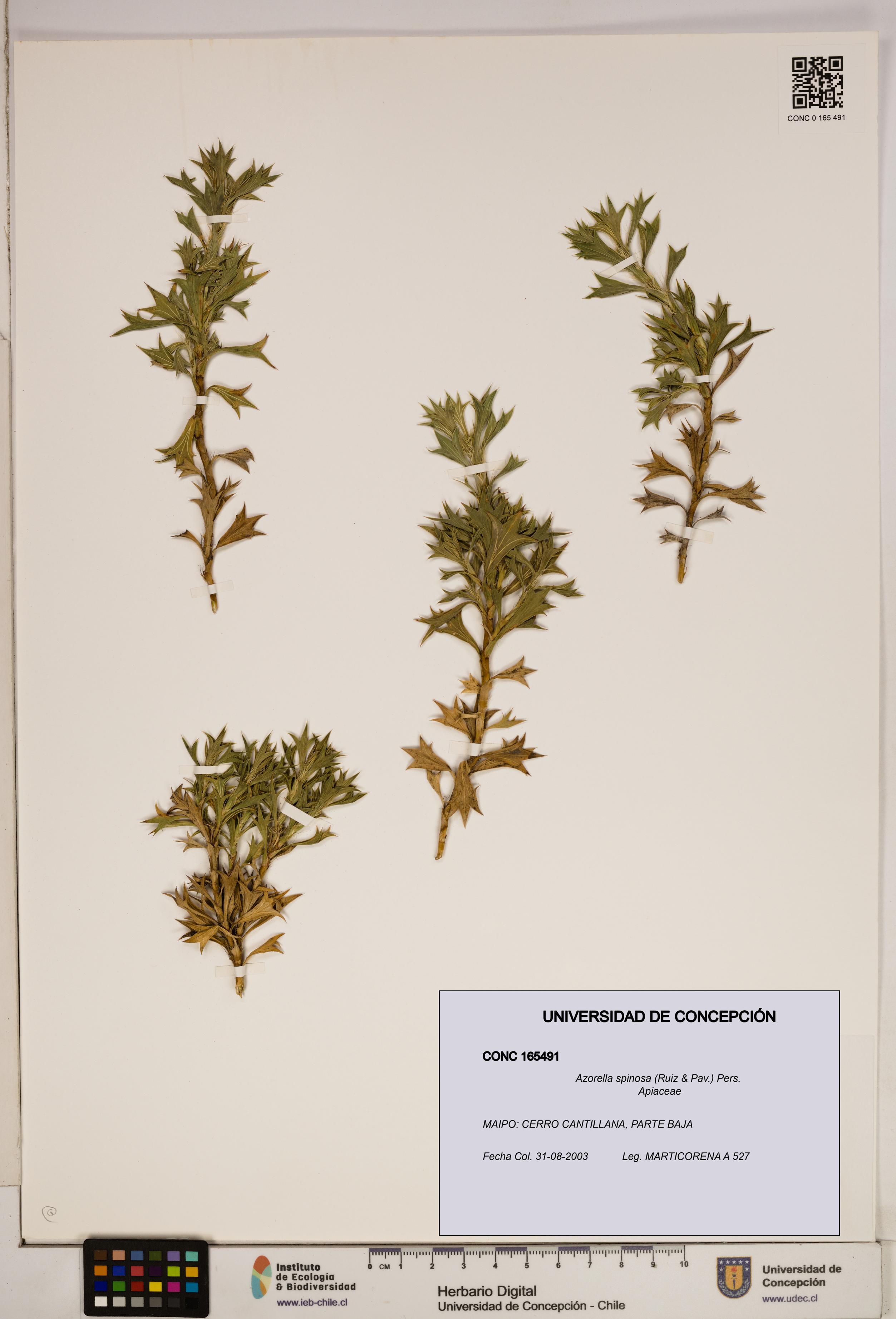 Azorella spinosa [Espécimen: ]