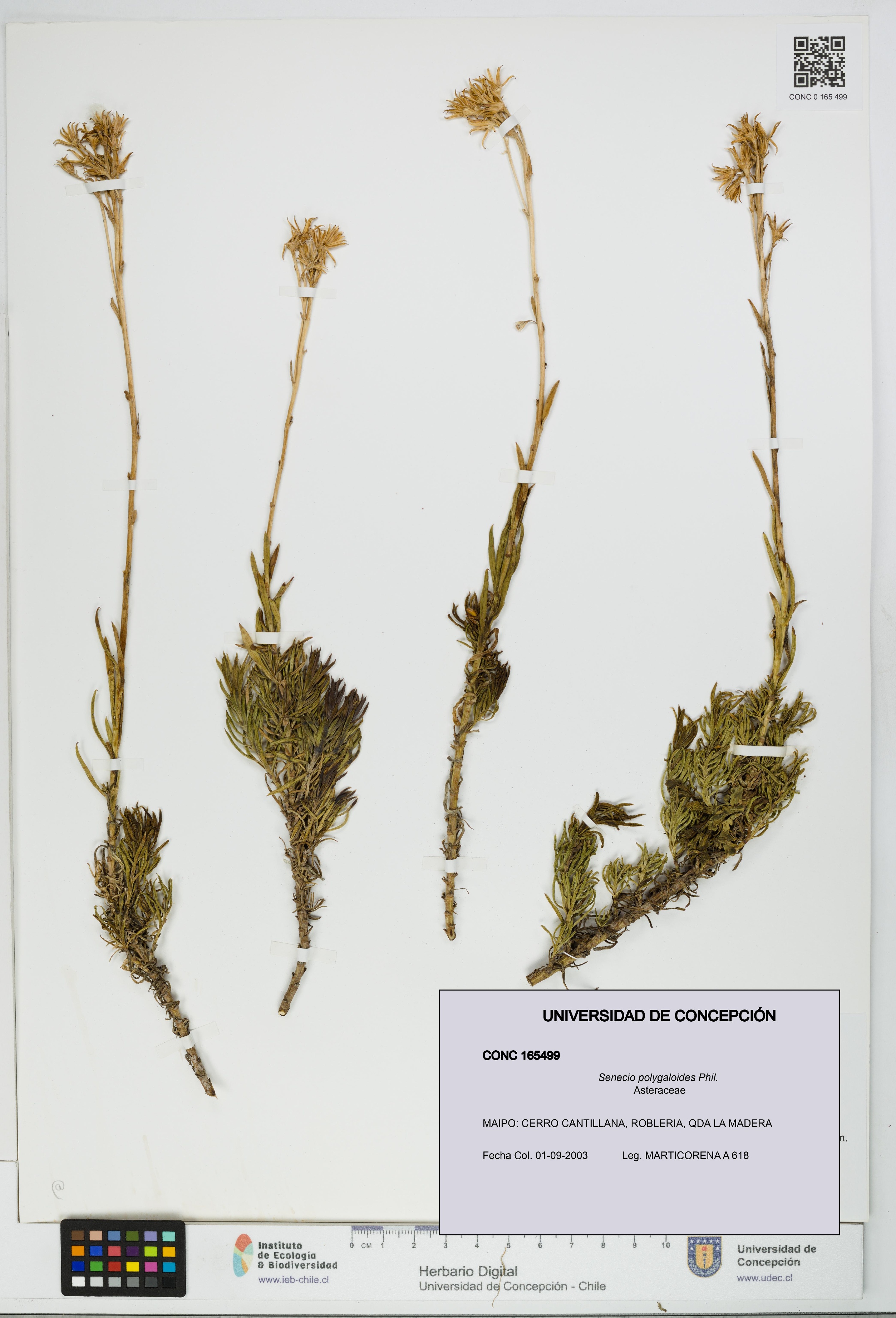 Senecio polygaloides [Espécimen: UDEC:CONC:0165499]