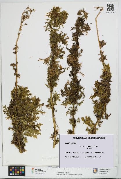 Senecio eruciformis [Espécimen: UDEC:CONC:0165518]