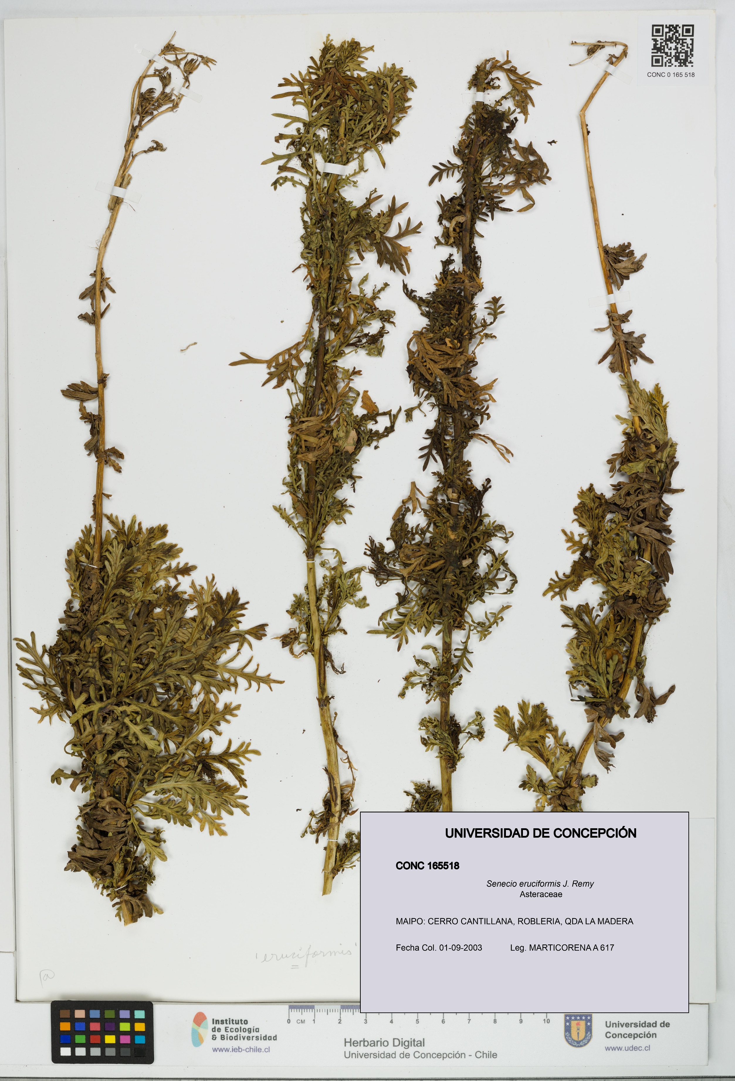 Senecio eruciformis [Espécimen: UDEC:CONC:0165518]