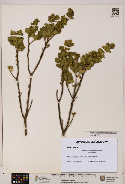 Baccharis rhomboidalis [Espécimen: UDEC:CONC:0165519]