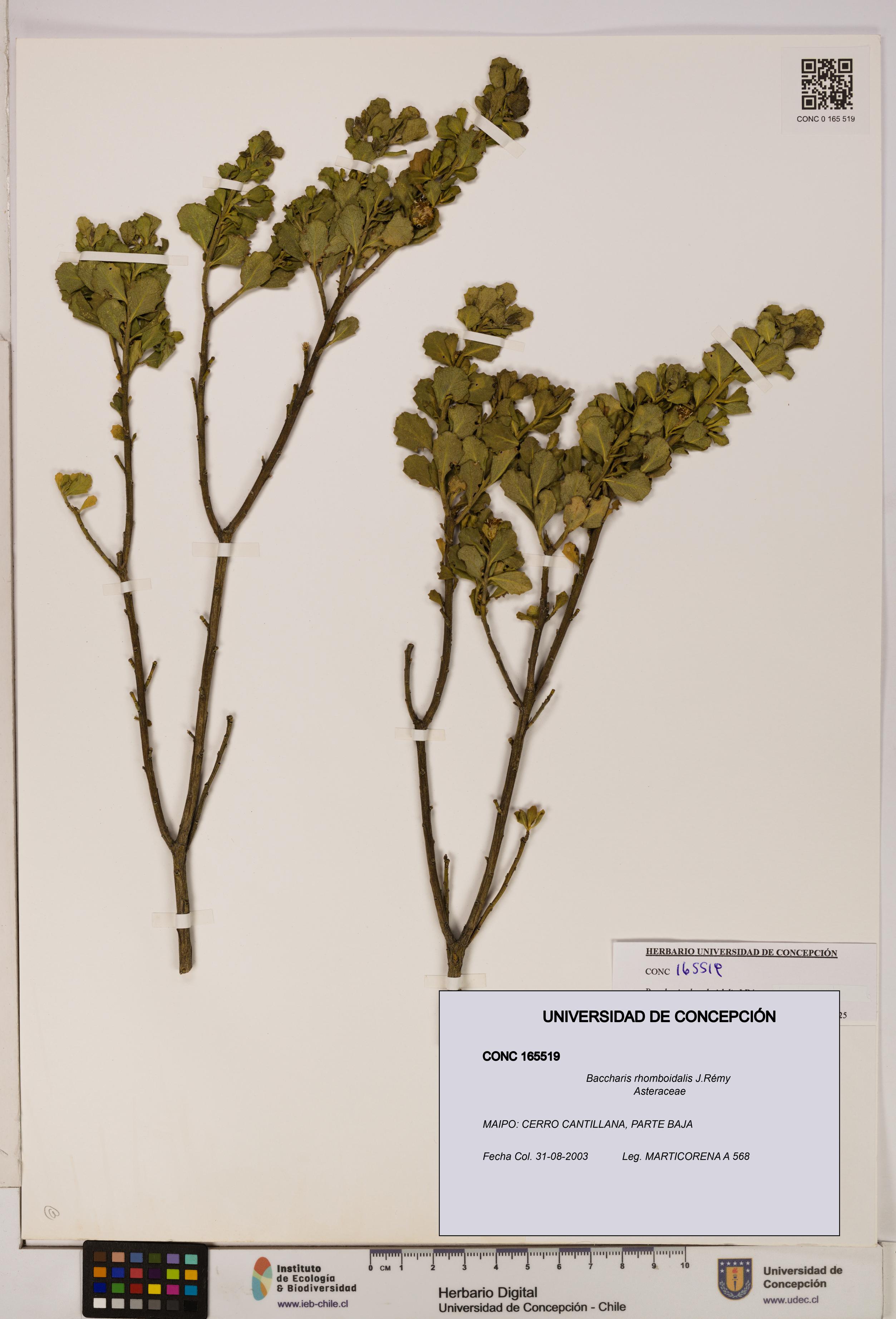 Baccharis rhomboidalis [Espécimen: UDEC:CONC:0165519]