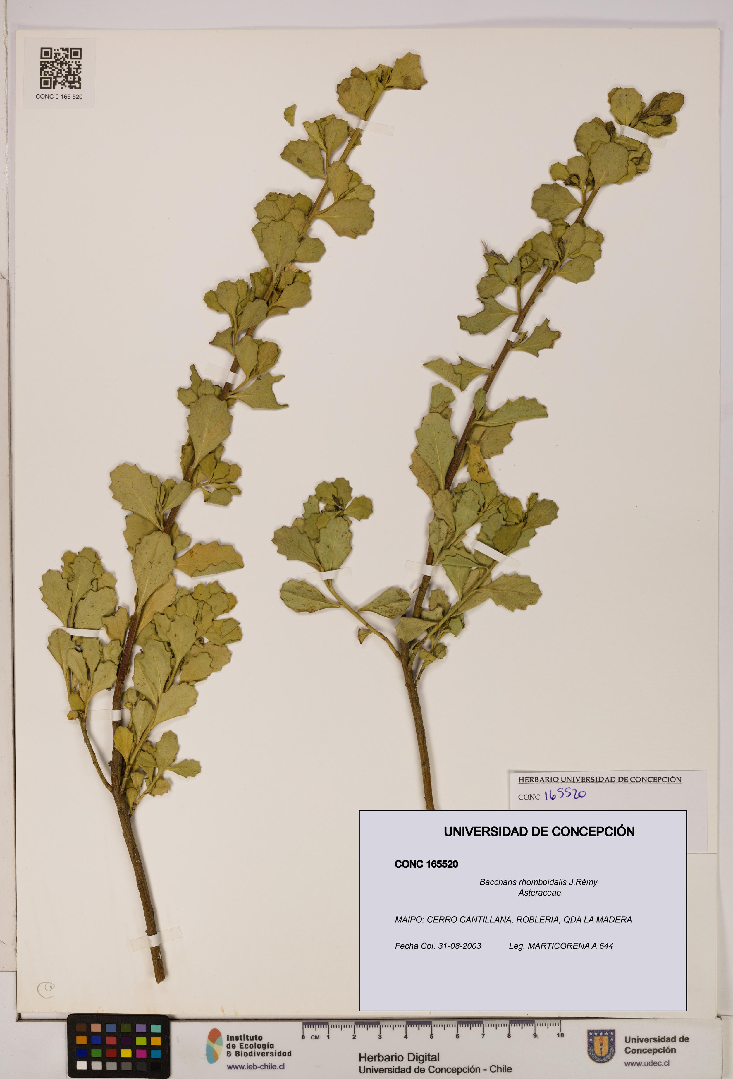 Baccharis rhomboidalis [Espécimen: UDEC:CONC:0165520]