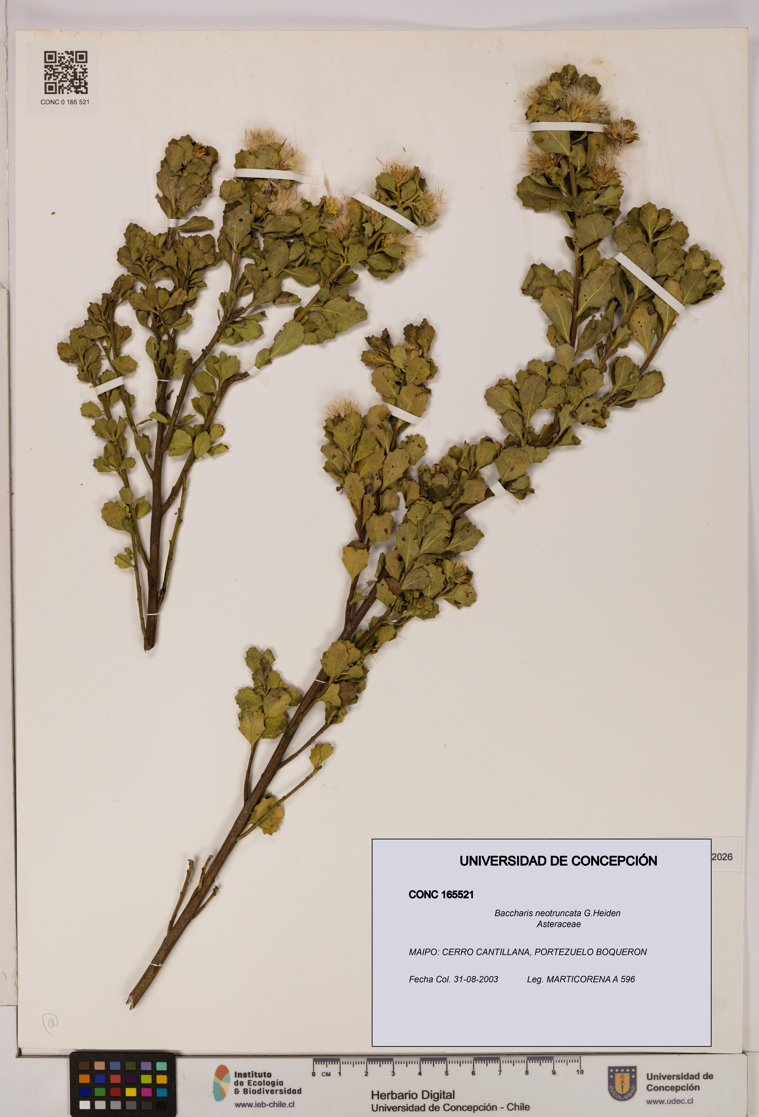 Baccharis neotruncata [Espécimen: UDEC:CONC:0165521]